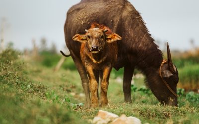 Water_buffalo_calf